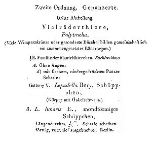 Ehrenberg, C G (1832): Abhandlungen der königlichen Akademie der Wissenschaften zu Berlin (für 1831)  p.127